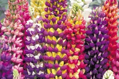 lupins
