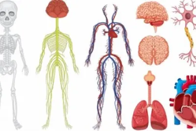 Sistemas do Corpo Humano