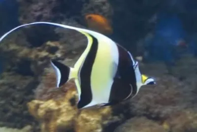 Sea Life2 - London