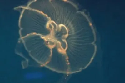 Sea Life3 - London