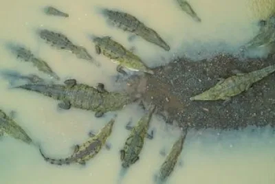 Crocodiles