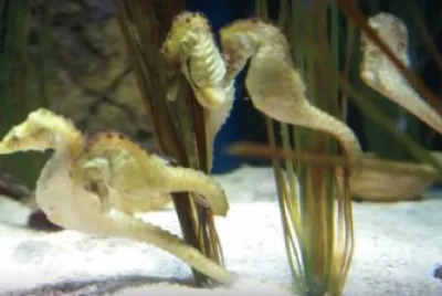 פאזל של Sea Horses