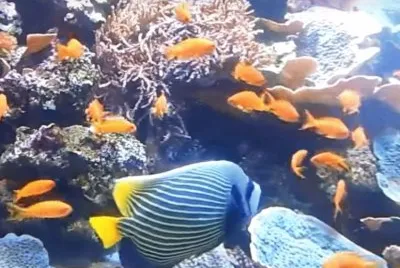 Sea Life4 - London