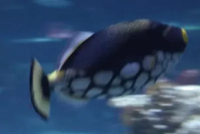 Spotted Fish