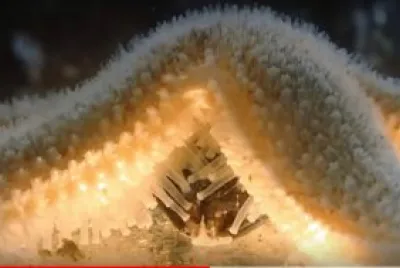 Starfish