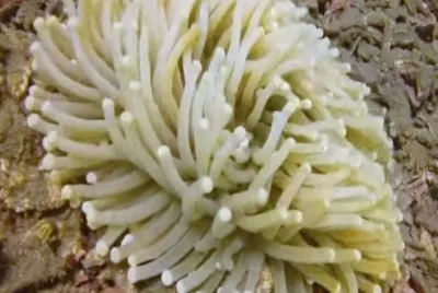 Bali 2 Snorkeling