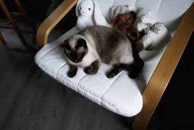 Mia