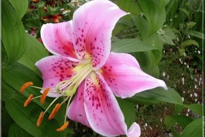 lys