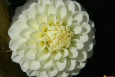 dahlia