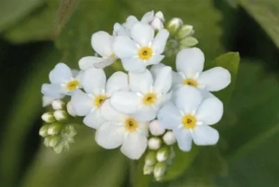 myosotis