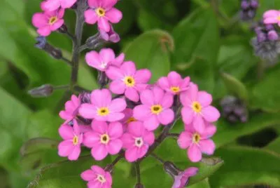myosotis