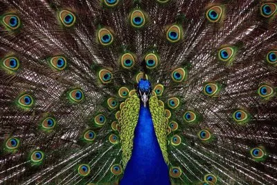 pavÃ£o