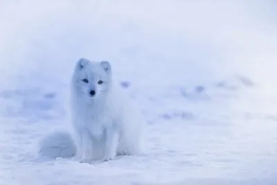 gelo