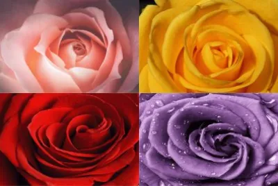 çŽ«ç‘°èŠ±