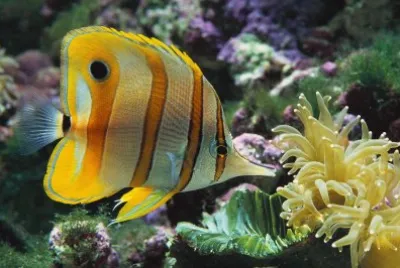 Aquarium_02 jigsaw puzzle