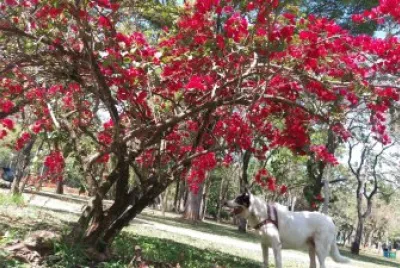 primavera