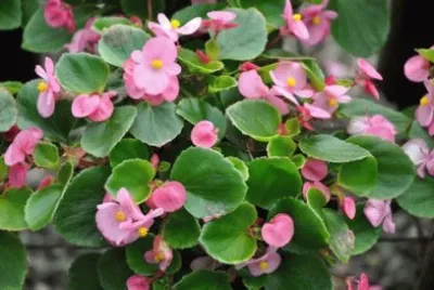 begonia jigsaw puzzle