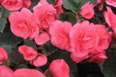 begonia