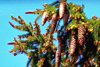 Pine Cones in Black Forest Germany