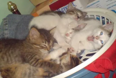CATS