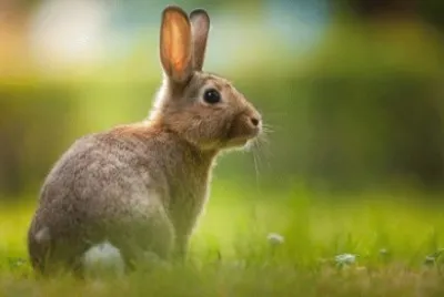 Lapin