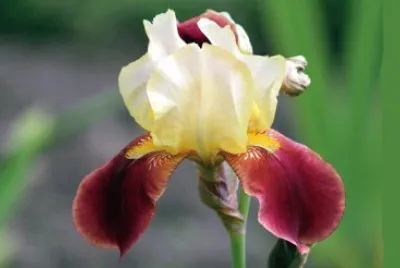 Iris
