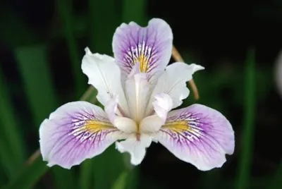 Iris