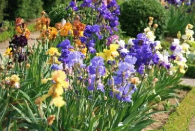 Iris