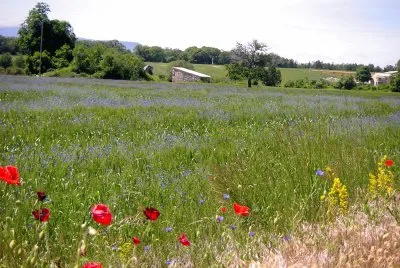 printemps aux coquelicots