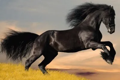 Arab_horse jigsaw puzzle