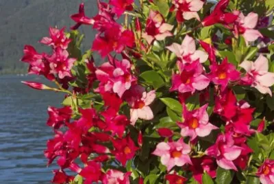 Dipladenia