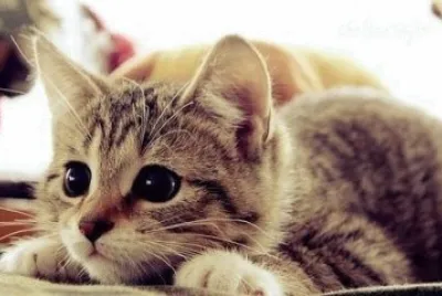 Gatito