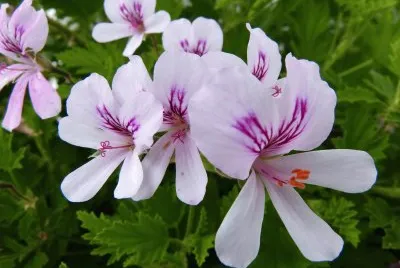 pelargonium