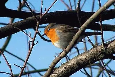 Robin jigsaw puzzle