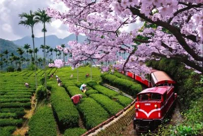 ä¸­åœ‹å°ç£å˜‰ç¾©é˜¿é‡Œå±±å°ç«è»Š jigsaw puzzle