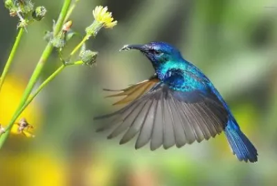 colibri