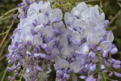 Glycine