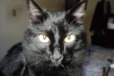black cat