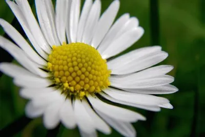 marguerite