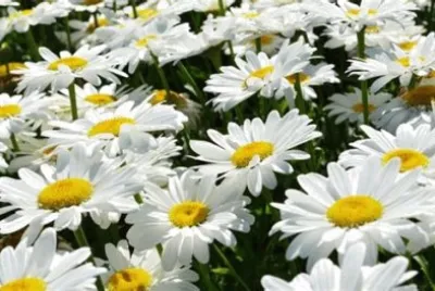 marguerites