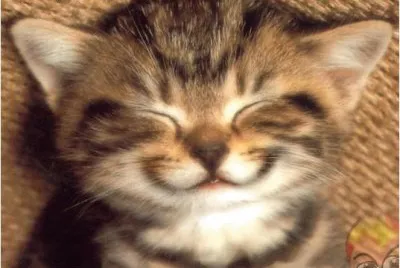 פאזל של Gatito