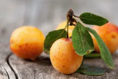 Mirabelles