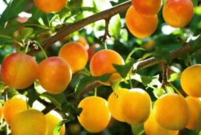 Mirabelles