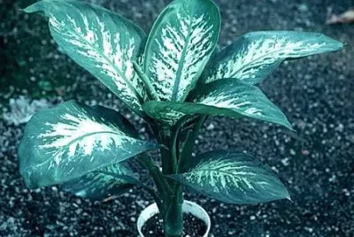 Diffenbachia