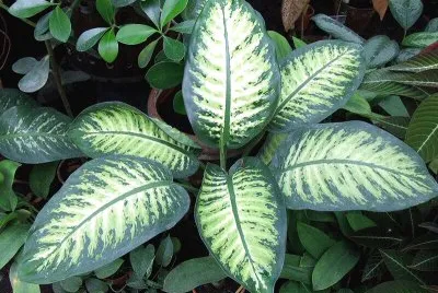 Diffenbachia