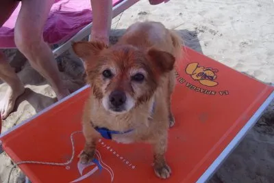 skuby on the beach jigsaw puzzle