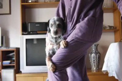 dog and human