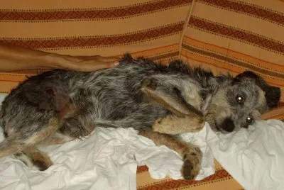 macchiolone wounded
