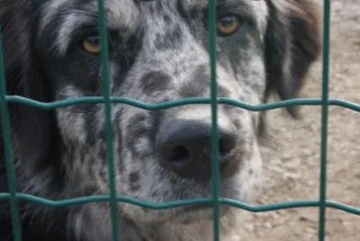 athos