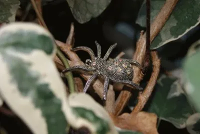 spider